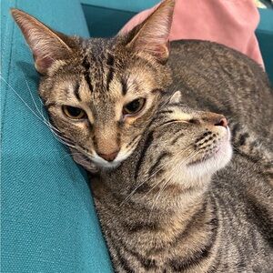 Meet your Posher, Litsko